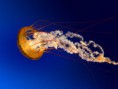 /album/galeria-de-fotos/jellyfish-jpg/
